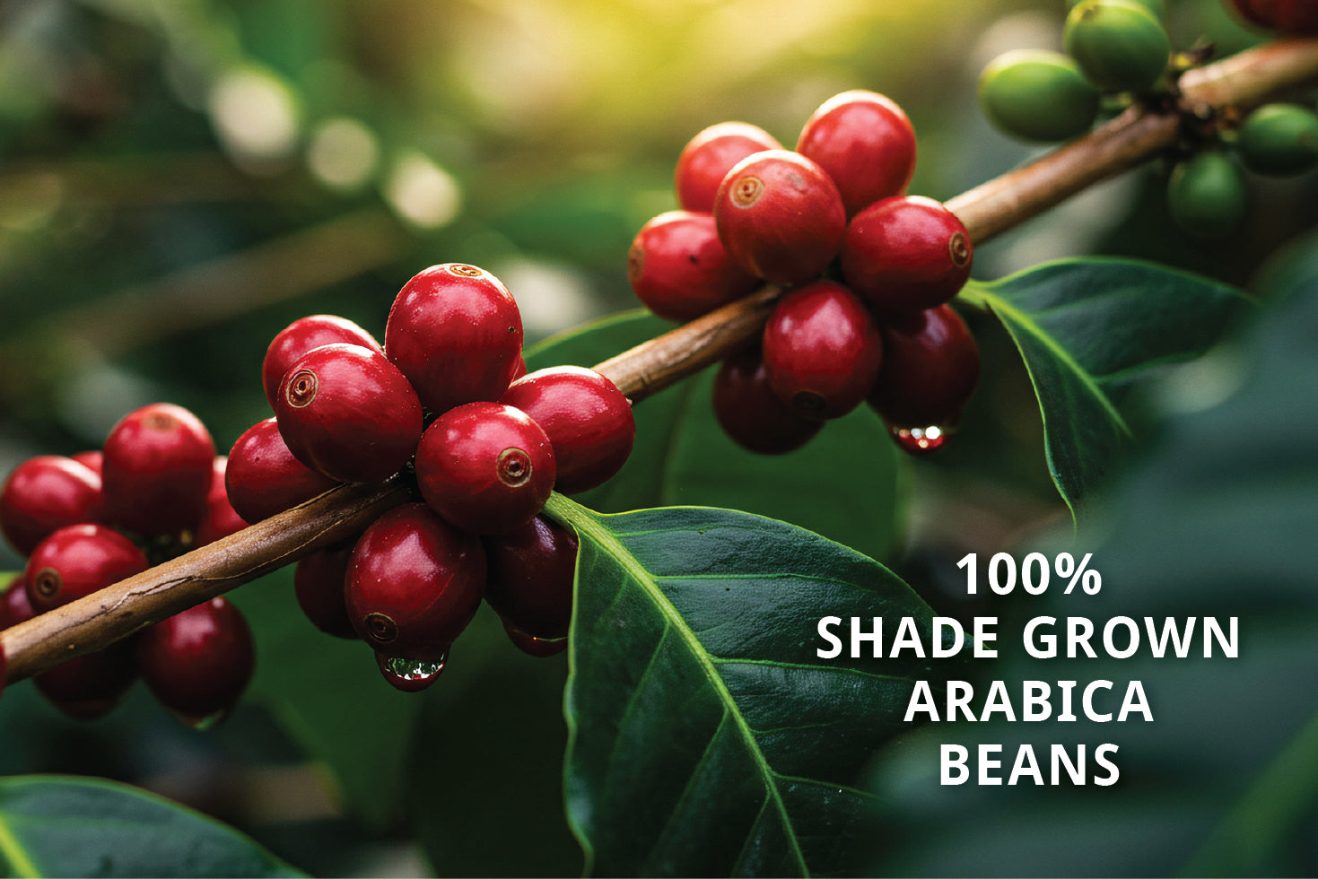 Deception Dark - Whole Bean Dark Roast – Island Time Coffee Company